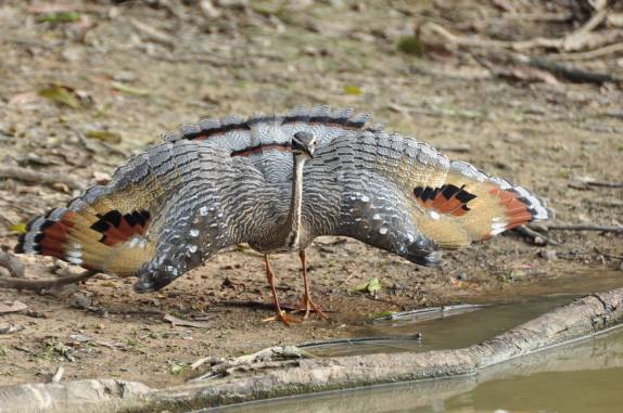 Tigana abre suas asas para assustar um rival no Hato El Cedral, na região dos llanos venezuelanos, perto da cidade de Mantecal